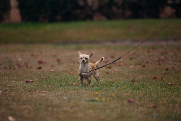 Welche Risiken sind bei Immobilienfinanzierungen zu beachten?