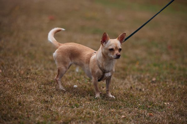 Welche deutschen Gerichte sind ideal für Vegetarier?